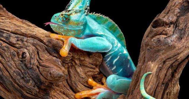  Top   Foto  TOP 10 cele mai BIZARE animale de care nu ai auzit niciodata