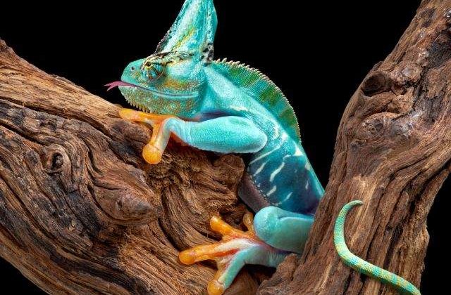 [FOTO] TOP 10 cele mai BIZARE animale de care nu ai auzit niciodata