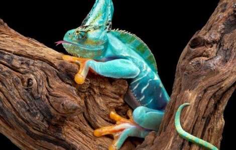  Top   Foto  TOP 10 cele mai BIZARE animale de care nu ai auzit niciodata