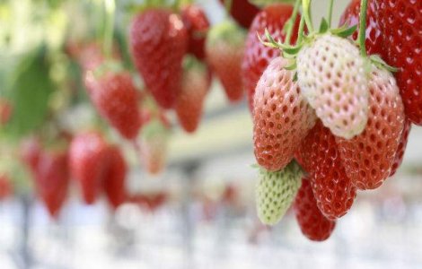 800 de locuri de munca la cules de capsuni in Spania, disponibile