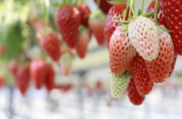 800 de locuri de munca la cules de capsuni in Spania, disponibile