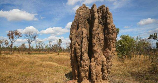  Top   Foto  Arhitectii naturii! TOP 10 cele mai FRUMOASE case din lumea animalelor