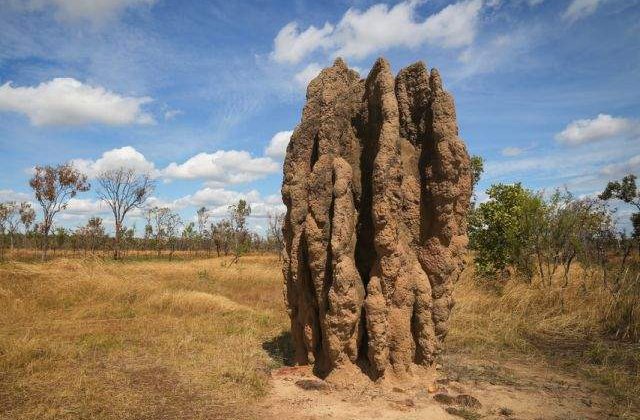 [FOTO] Arhitectii naturii! TOP 10 cele mai FRUMOASE case din lumea animalelor