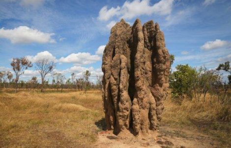  Top   Foto  Arhitectii naturii! TOP 10 cele mai FRUMOASE case din lumea animalelor