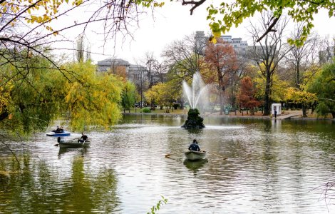 Ciorile din Cișmigiu ar putea fi alungate cu ajutorul unor păsări de pradă