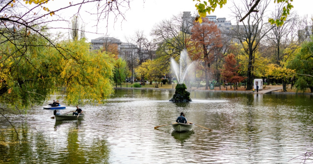 Ciorile din Cișmigiu ar putea fi alungate cu ajutorul unor păsări de pradă