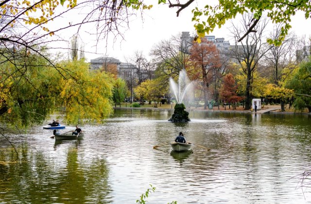 Primăria Capitalei vrea să alunge ciorile din Cișmigiu cu ajutorul unor păsări de pradă