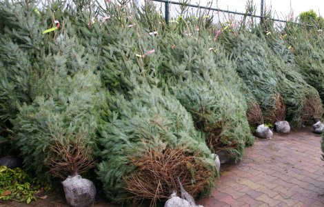 Cât costă pomii de Crăciun naturali în acest an. Prețurile încep de la 15 lei