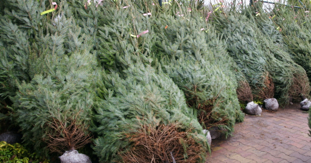 Cât costă pomii de Crăciun naturali în acest an. Prețurile încep de la 15 lei