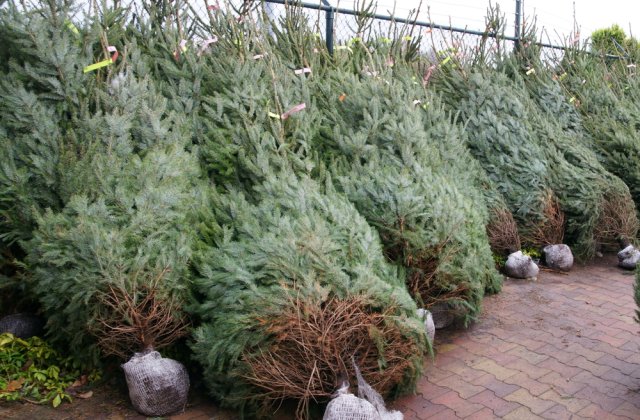 C&acirc;t costă pomii de Crăciun naturali &icirc;n acest an. Prețurile &icirc;ncep de la 15 lei
