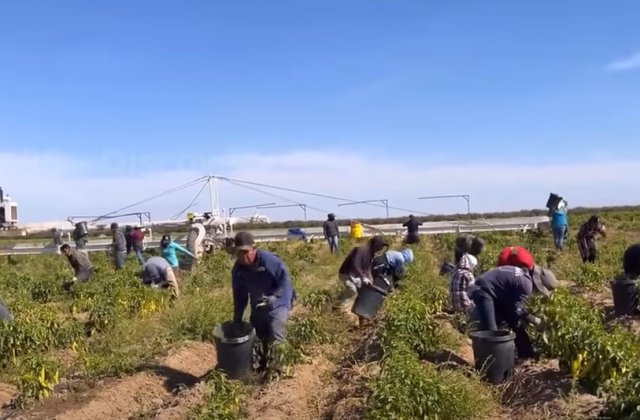 Fermierii chinezi, forțați să &icirc;și distrugă recoltele pentru a preveni răsp&acirc;ndirea pandemiei de COVID-19. Această distrugere riscă să majoreze preţurile la alimente