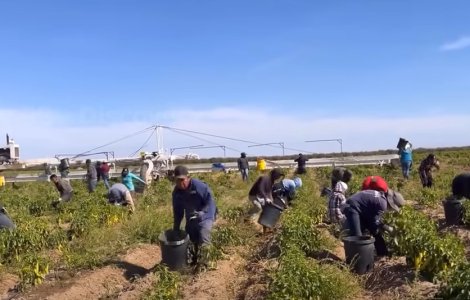 Fermierii chinezi, forțați să își distrugă recoltele pentru a preveni răspândirea pandemiei de COVID-19. Această distrugere riscă să majoreze preţurile la alimente