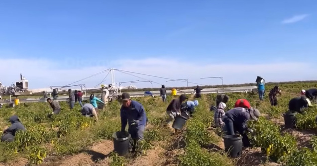 Fermierii chinezi, forțați să își distrugă recoltele pentru a preveni răspândirea pandemiei de COVID-19. Această distrugere riscă să majoreze preţurile la alimente