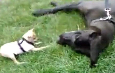  Video  AMUZANT! Un chihuahua ataca un caine mai mare