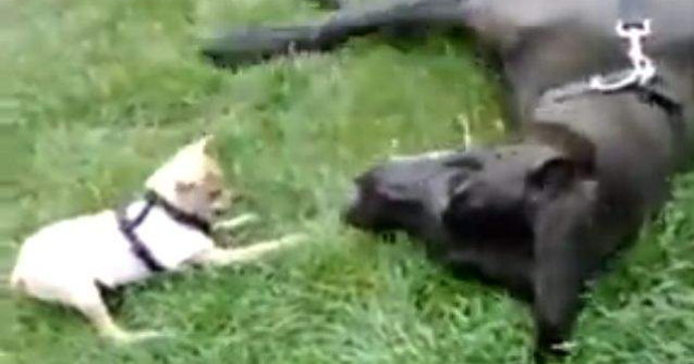  Video  AMUZANT! Un chihuahua ataca un caine mai mare