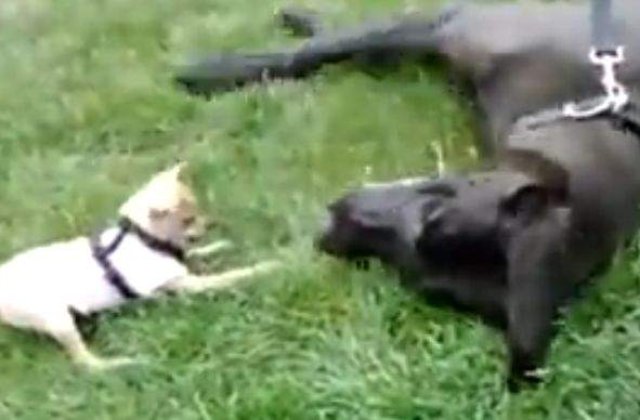 [VIDEO] AMUZANT! Un chihuahua ataca un caine mai mare