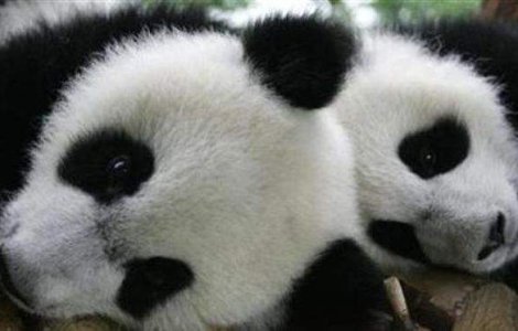 O ursoaica panda a mimat o sarcina pentru a fi hranita mai des