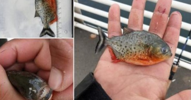 Pește Piranha în apele Crișului Repede. Garda de Mediu face anchetă