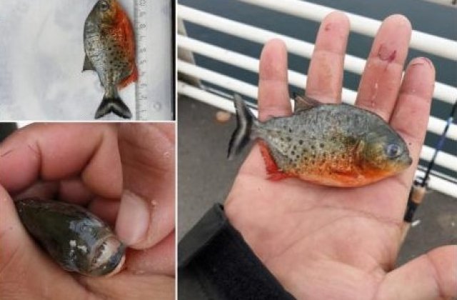 Pește Piranha &icirc;n apele Crișului Repede. Garda de Mediu face anchetă 