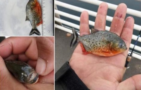 Pește Piranha în apele Crișului Repede. Garda de Mediu face anchetă