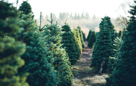 Brazi de Crăciun. Care sunt cele mai întrebate culori la pomii de Crăciun