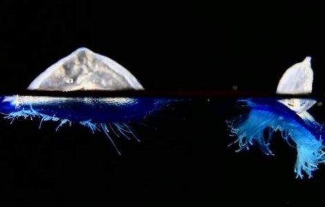  Video  Creaturile BIZARE care au invadat plajele din California