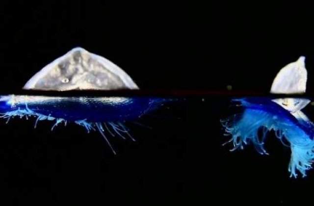 [VIDEO] Creaturile BIZARE care au invadat plajele din California