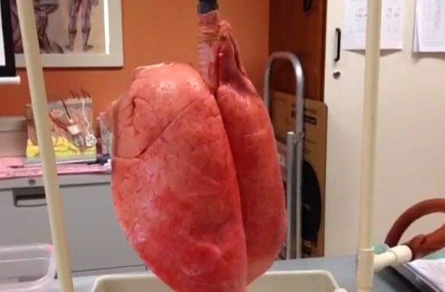 [VIDEO] Ce se intampla DE FAPT cu plamanii nostri atunci cand fumam