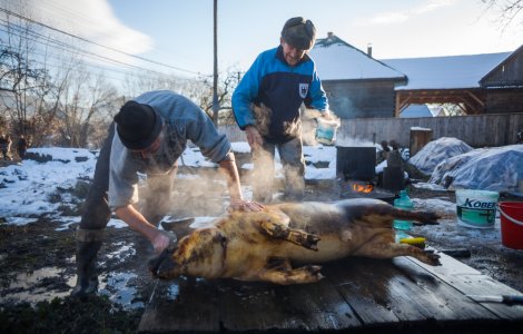 Tăierea porcului în 2022. Care sunt condițiile care trebuie respectate