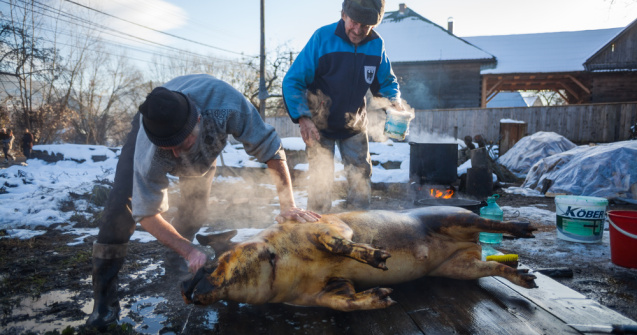 Tăierea porcului în 2022. Care sunt condițiile care trebuie respectate