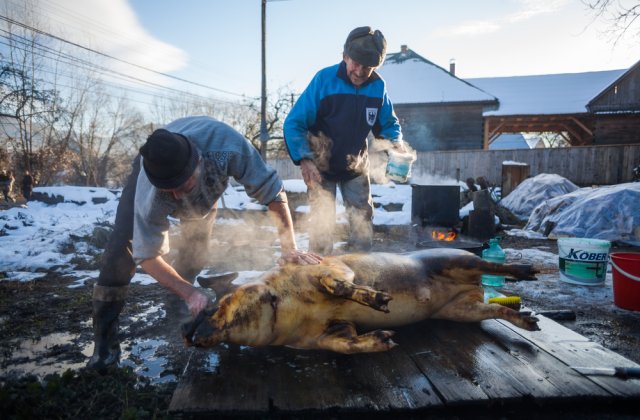 Tăierea porcului &icirc;n 2022. Care sunt condițiile care trebuie respectate pentru sacrificarea porcului