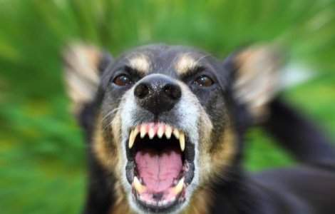 ASPA: Din 34.000 de caini capturati, 16.000 au fost eutanasiati