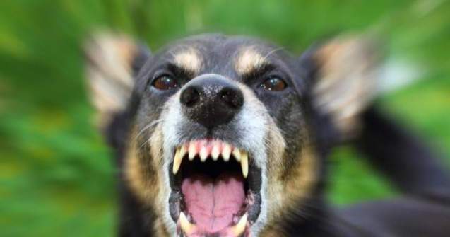 ASPA: Din 34.000 de caini capturati, 16.000 au fost eutanasiati