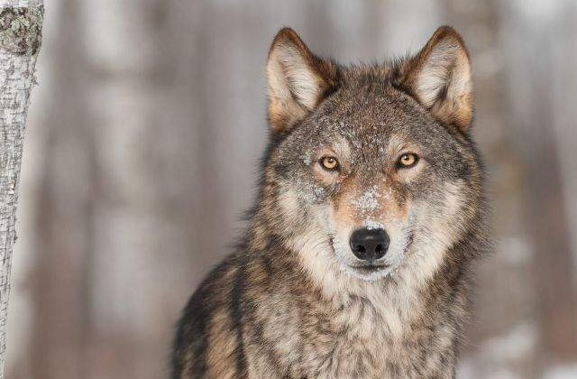 Lupii, printre cele mai empatice animale de pe Terra