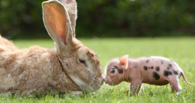  Top   Foto  Zece animale VESELE care iti vor face ziua mai FRUMOASA