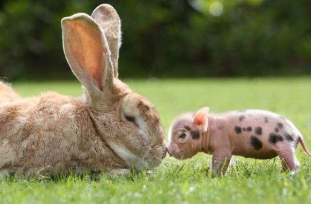 [FOTO] Zece animale VESELE care iti vor face ziua mai FRUMOASA