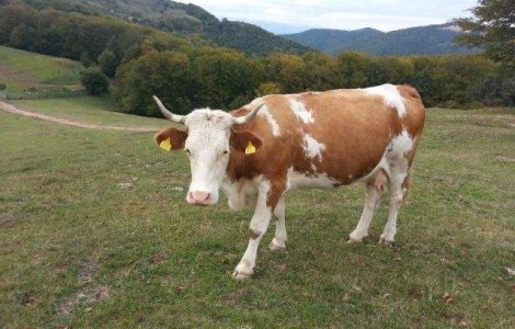 Iordania a INTERZIS importul de animale din Romania