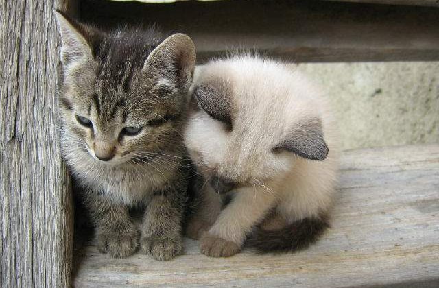 O banca ruseasca imprumuta celor care isi fac credit ipotecar O PISICA