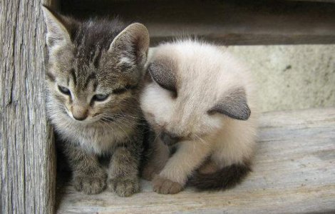 O banca ruseasca imprumuta celor care isi fac credit ipotecar O PISICA