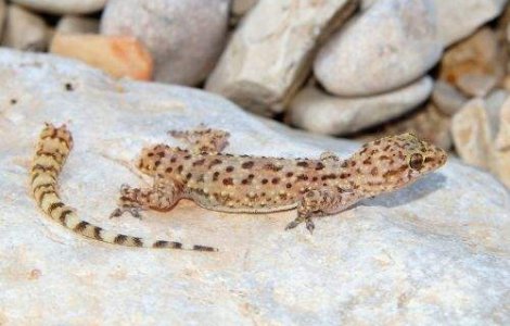 Mai multe reptile implicate intr-un experiment spatial rus au murit
