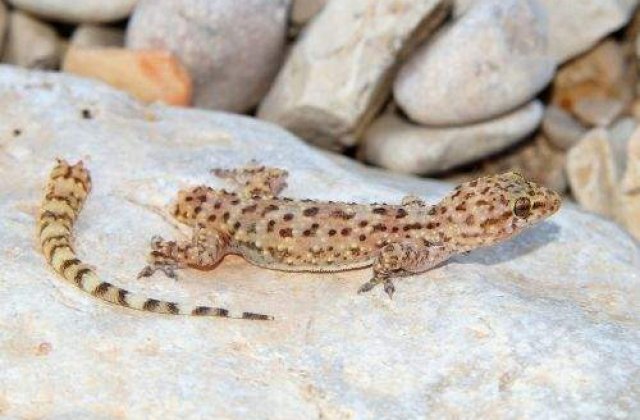 Mai multe reptile implicate intr-un experiment spatial rus au murit