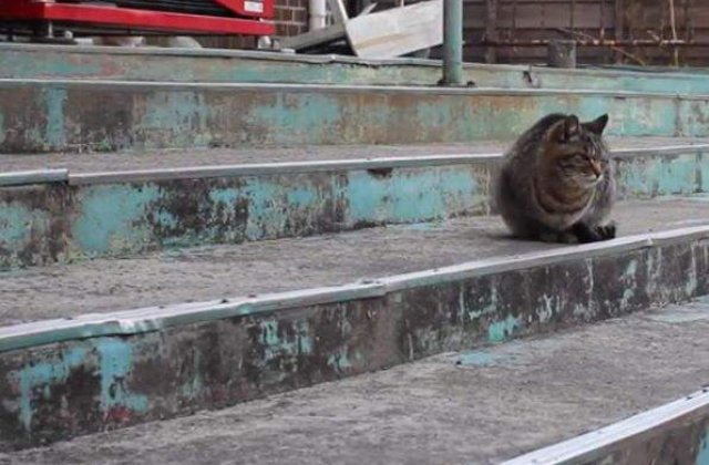 [VIDEO] Tashirojima, insula unde traiesc mai multe pisici decat oameni