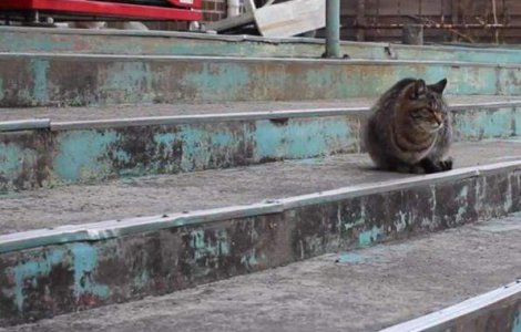  Video  Tashirojima, insula unde traiesc mai multe pisici decat oameni