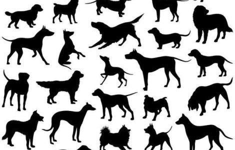  Top  Top 10 Cele mai BUNE rase de caini de PAZA din lume!