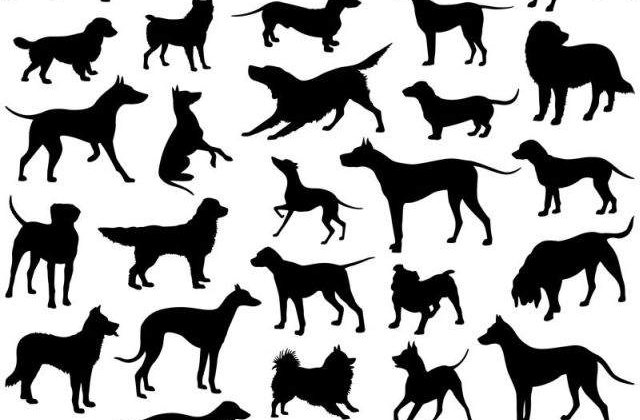 Top 10 Cele mai BUNE rase de caini de PAZA din lume!