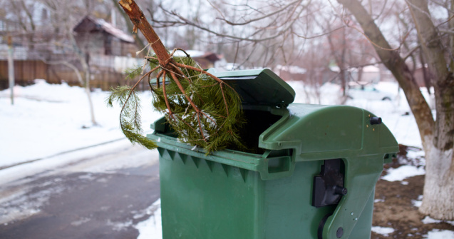 Ce fac românii cu brazii după Crăciun. „Nu îi aruncați. Vor fi colectați gratis”