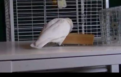  Video  Cat de destepti sunt de fapt papagalii!