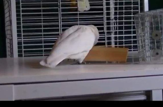 [VIDEO] Cat de destepti sunt de fapt papagalii!