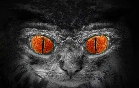  Top  Zece animale INFRICOSATOARE care se transforma in "zombi"!