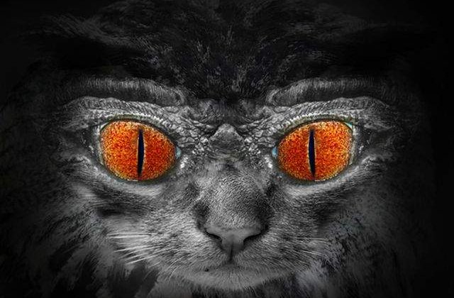 Zece animale INFRICOSATOARE care se transforma in "zombi"!